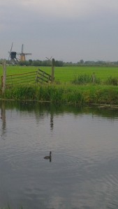 Duck, canal, windmill (451x800)