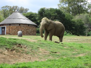 Joburg Zoo 059