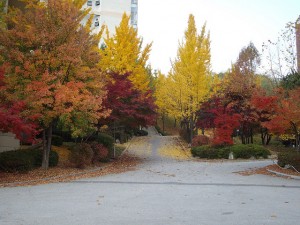 autumn seoul